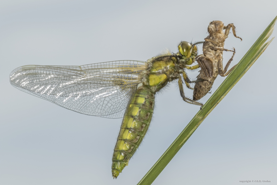 Platbuik - Geleedpotigen - Platbuik