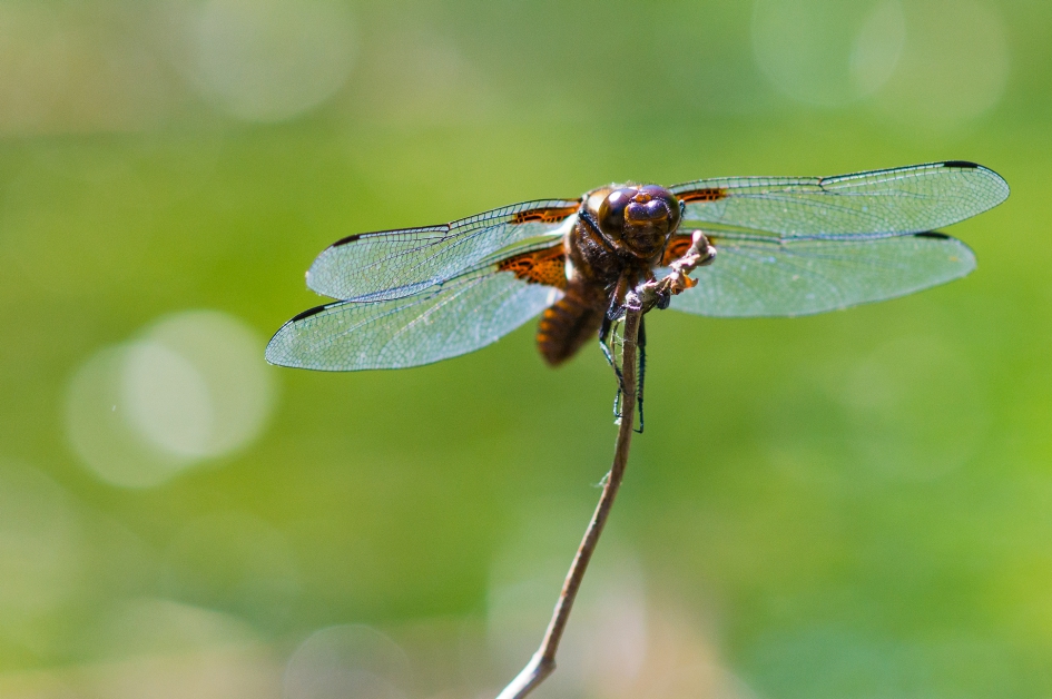 platbuik - Geleedpotigen - 
