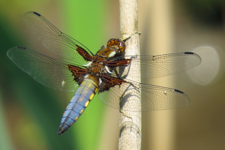 Platbuik libelle - Geleedpotigen - 