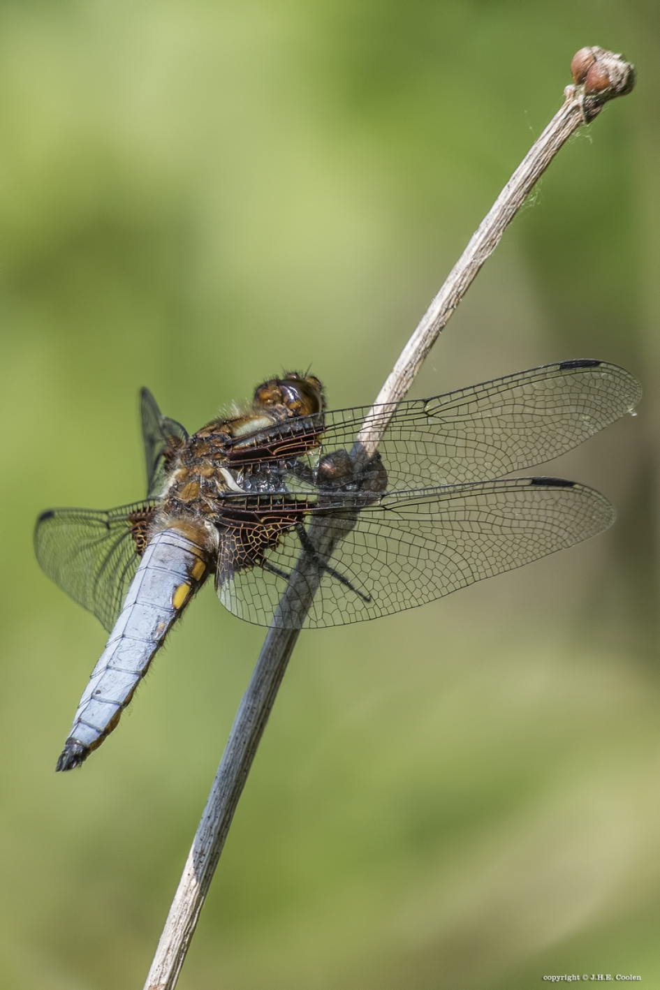 Platbuik (man) - Geleedpotigen - Platbuik