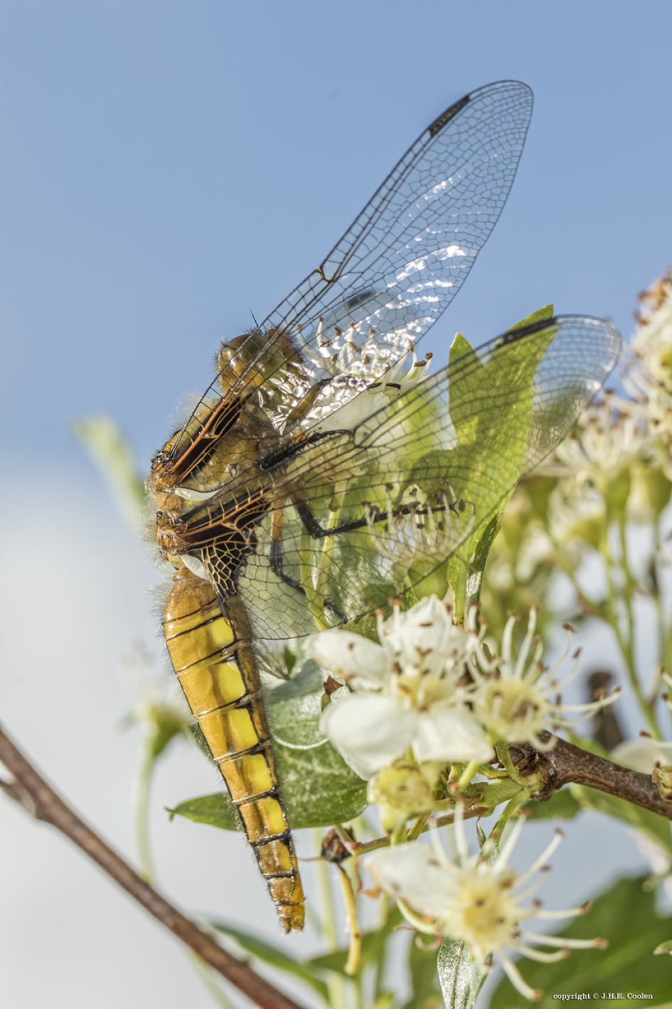 Platbuik vrouwtje - Geleedpotigen - Platbuik
