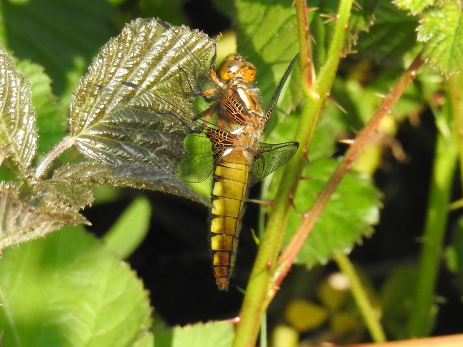 Platbuiklibelle vrouwelijk - Geleedpotigen - Platbuiklibel