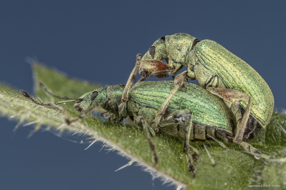 Plezier voor twee - Geleedpotigen - Bladsnuitkever