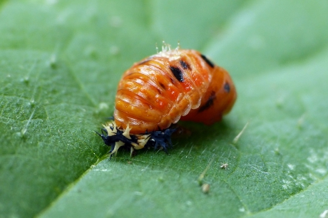 Pop veelkleurig Aziatisch lieveheersbeestje