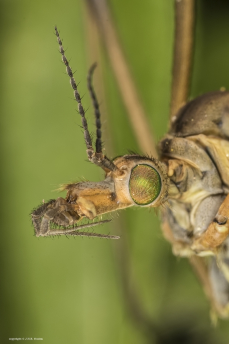 Portret van een.....