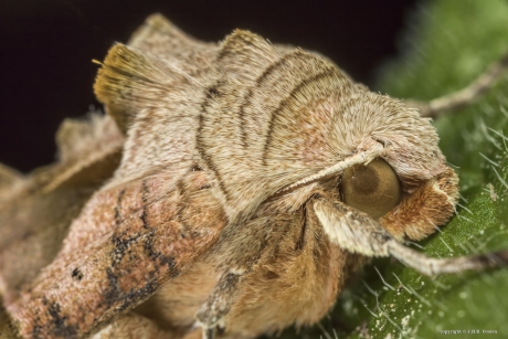 Portret van een.....