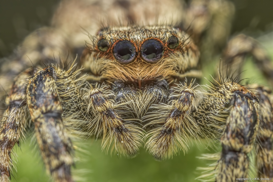 Portret van een..... - Geleedpotigen - Schorsmarpissa