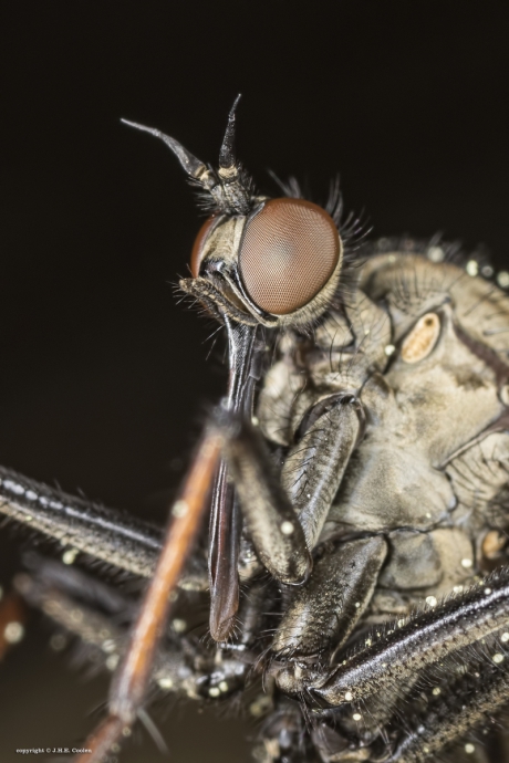 Portret van een.....