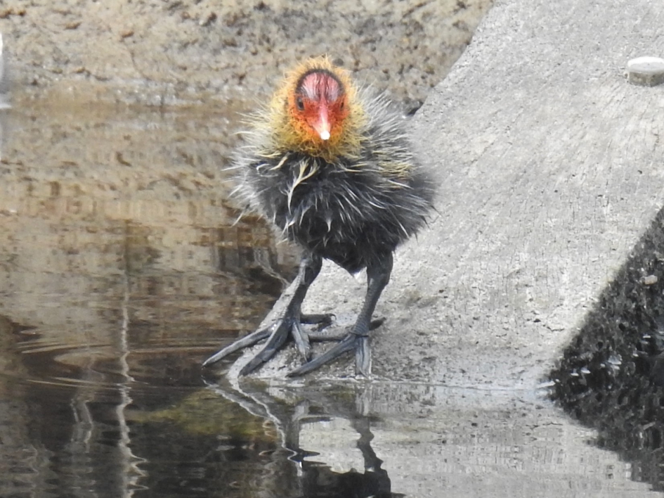 Punker - Vogels - Meerkoet