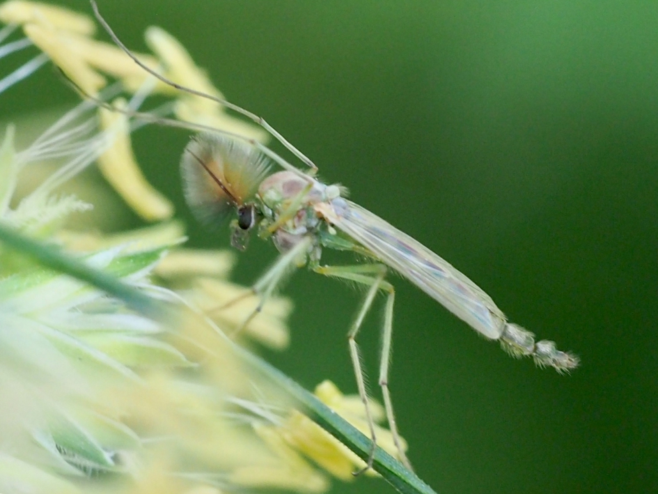 Punker - Geleedpotigen - Dansmug