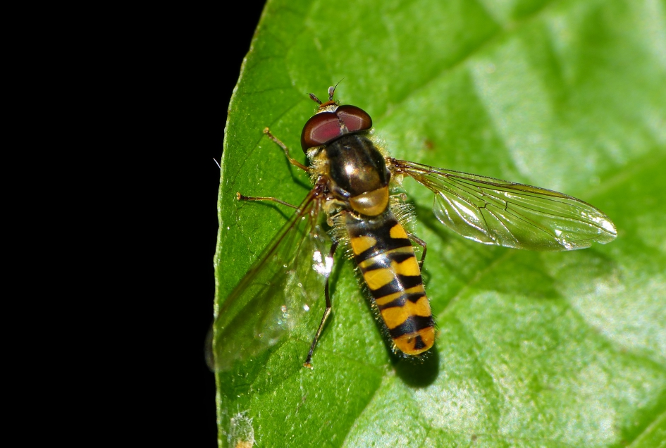 Pyjamazweefvlieg - Geleedpotigen - Pyjamazweefvlieg