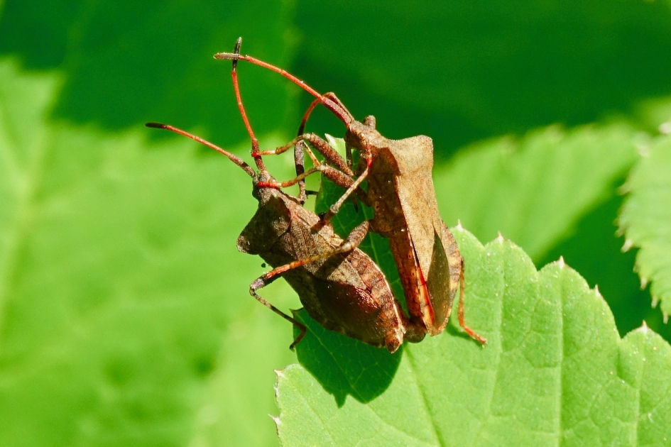 Tederheid - Geleedpotigen - Randwants