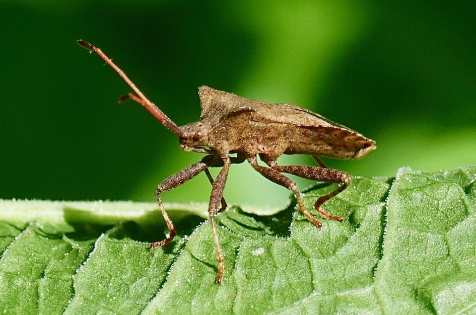 Randwants - Geleedpotigen - Randwants