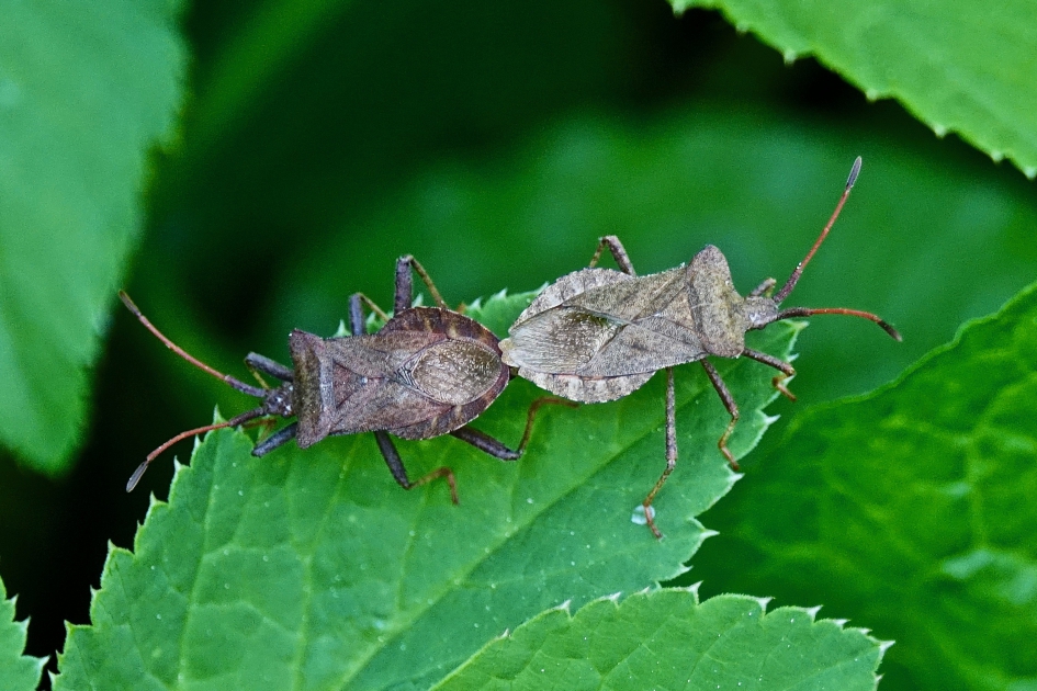 Randwants - Geleedpotigen - Randwants