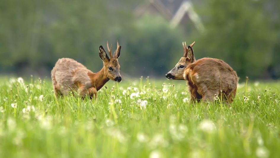 Reebokken - Zoogdieren - 