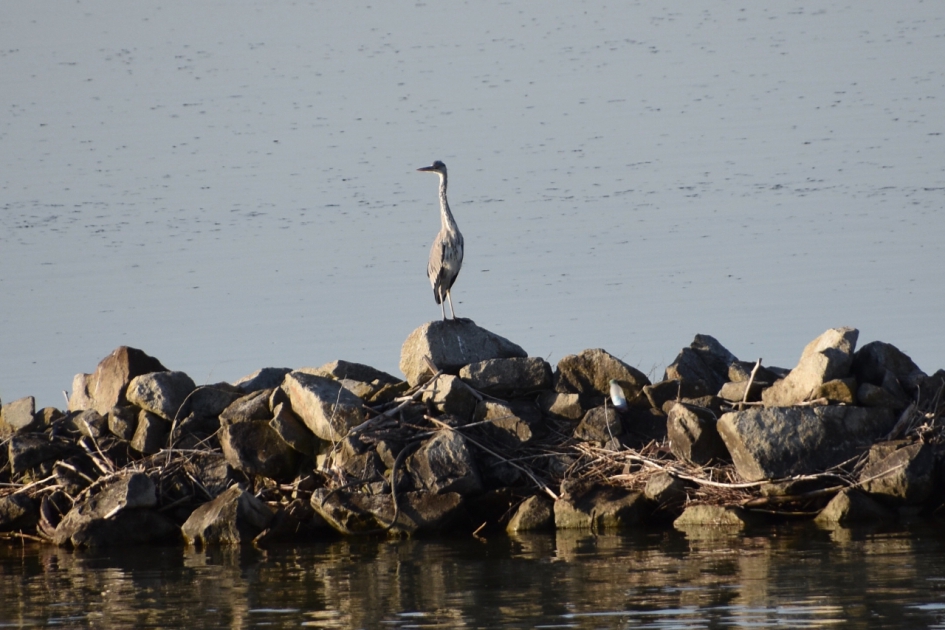 Reiger - Vogels - 