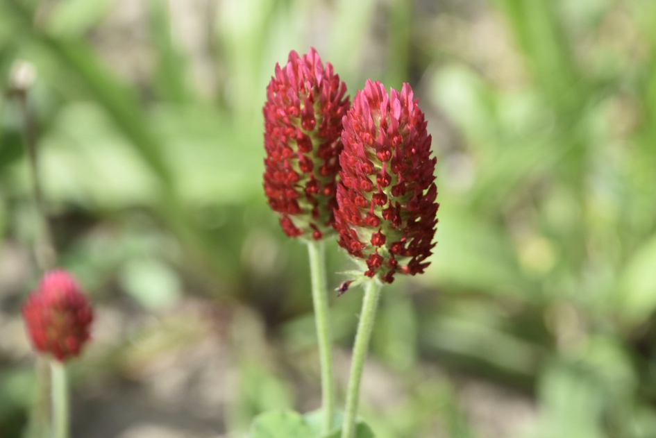 Rode klaver/inkarnaatklaver - Planten - 