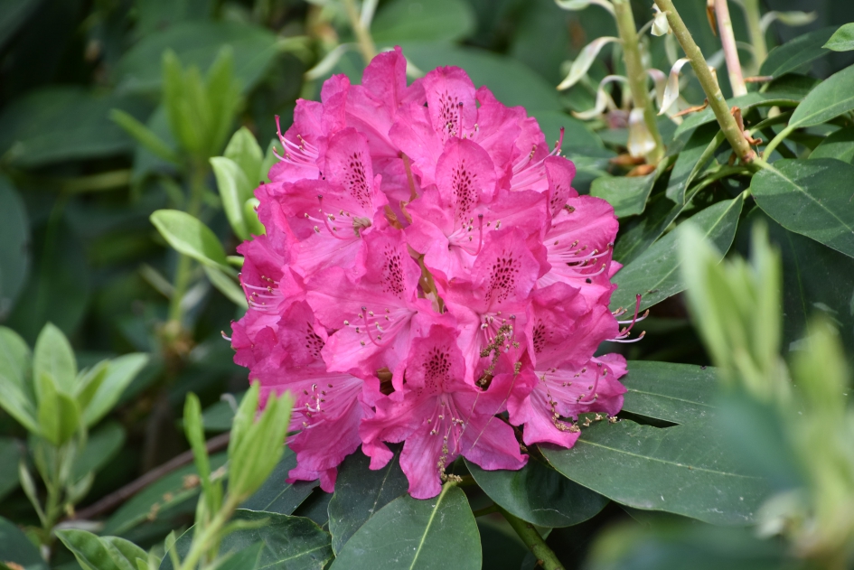 Rododendron - Planten - 