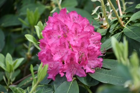 Rododendron