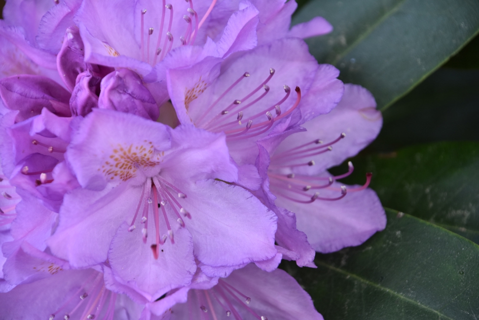 Rododendron - Planten - 