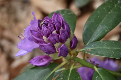 Rododendron