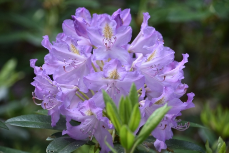 Rododendron