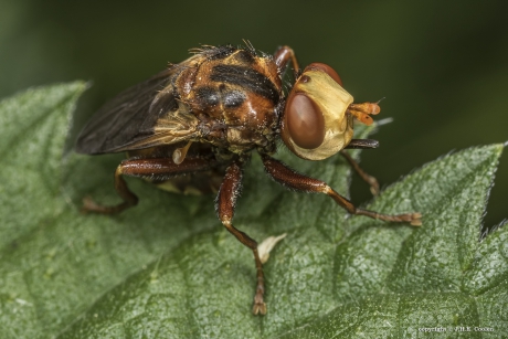 Roestbruine kromlijf (Sicus ferrugineus)