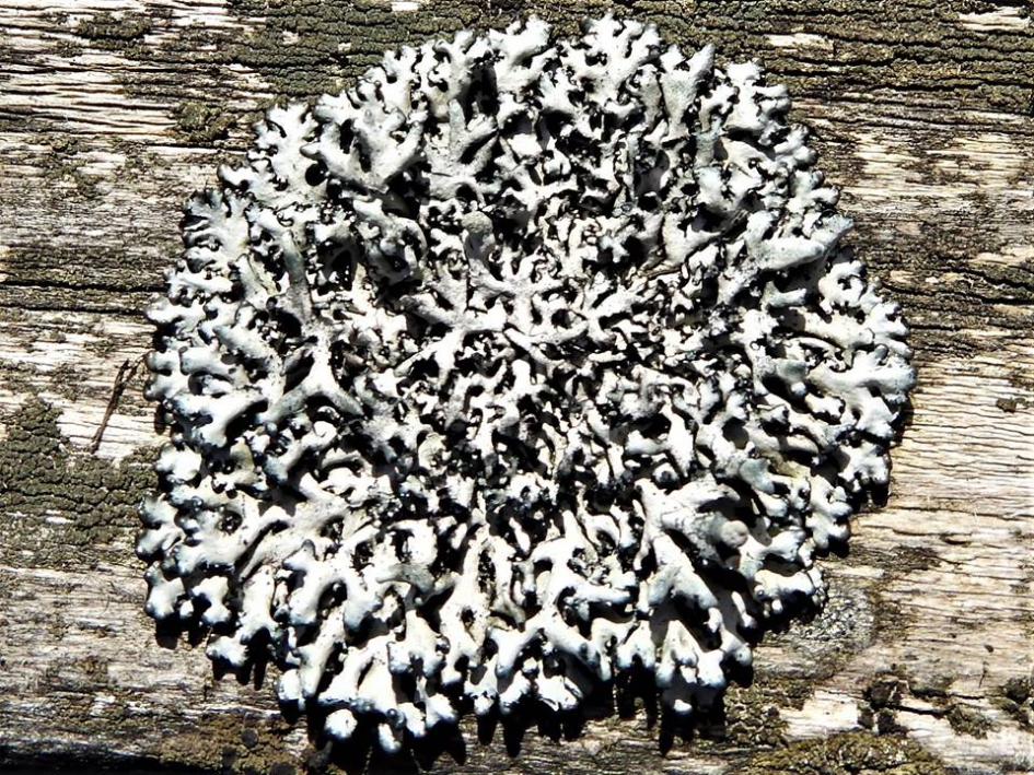 Rond Schaduwmos ?? - Schimmels - Rond Schaduwmos