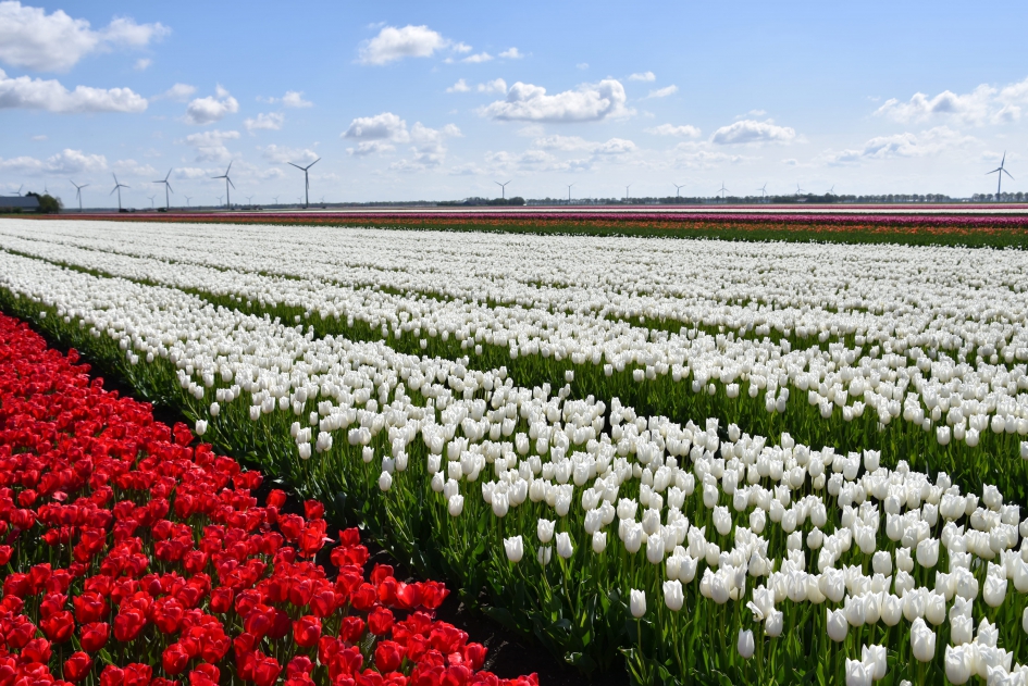 Rood wit blauw - Planten - 