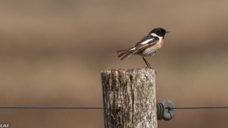 roodborsttapuit - Vogels - 