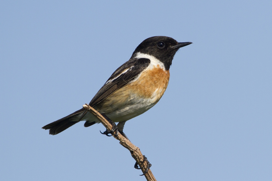 Roodborsttapuit - Vogels - Roodborsttapuit