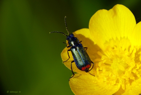 Roodtip basterdweekschildkever