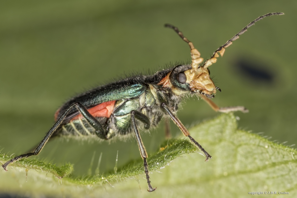 Roodvlekweekkever - Geleedpotigen - Roodvlekweekkever