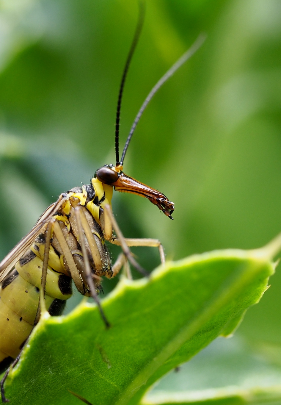 Roofinsect - Geleedpotigen - Schorpioenvlieg