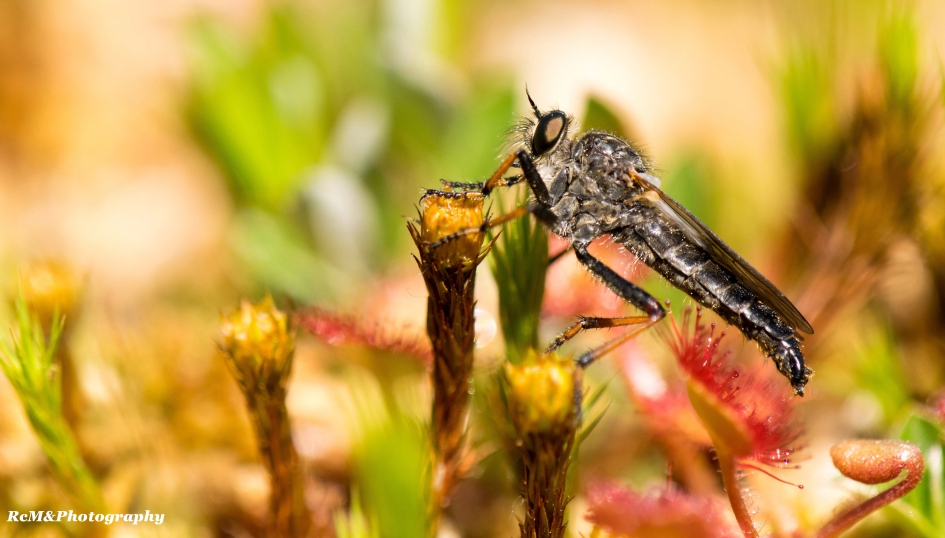 Roofvlieg. - Geleedpotigen - Roofvlieg.