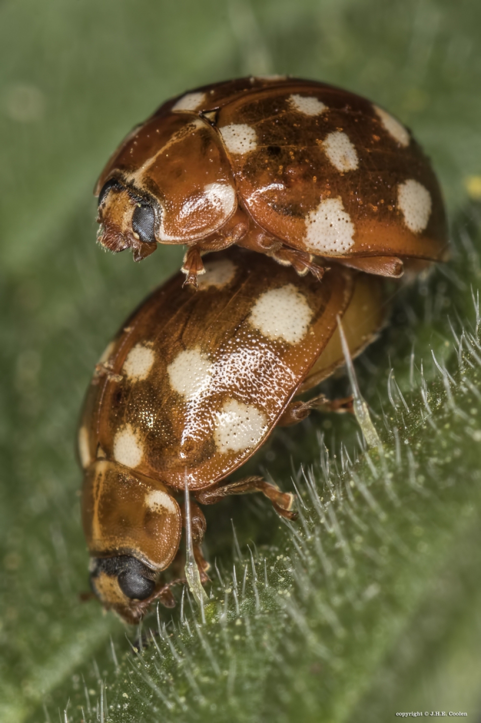 roomvleklieveheersbeestjes - Geleedpotigen - Roomvleklieveheersbeestje