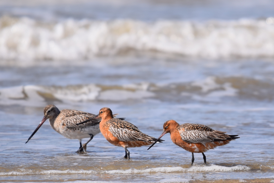 Rosse Grutto - Vogels - Rosse Grutto