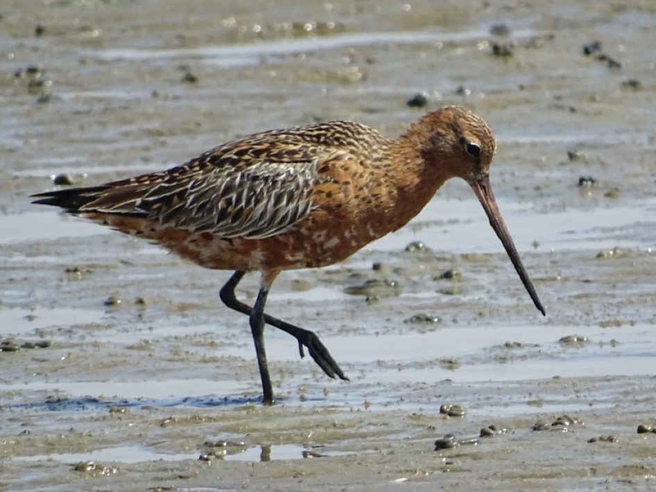 Rosse grutto - Vogels - 