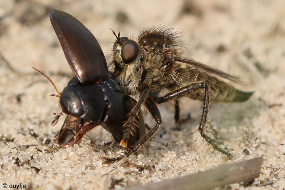 Rover - Geleedpotigen - Roofvlieg