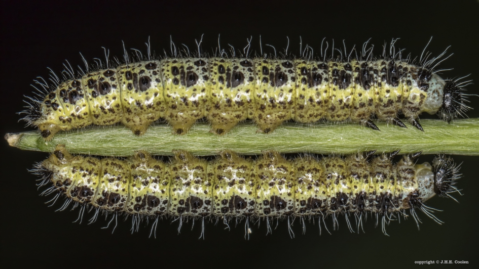 Rups groot koolwitje - Geleedpotigen - Rups groot koolwitje