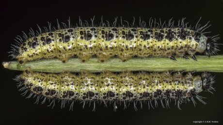 Rups groot koolwitje