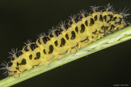 Rups Sint Jansvlinder