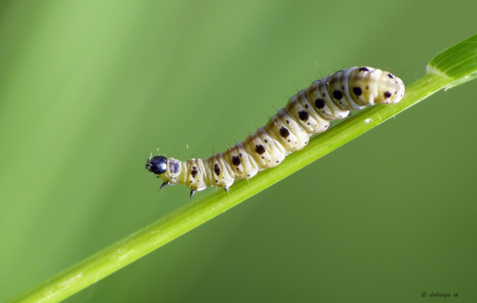 Rups spinselmot - Geleedpotigen - 