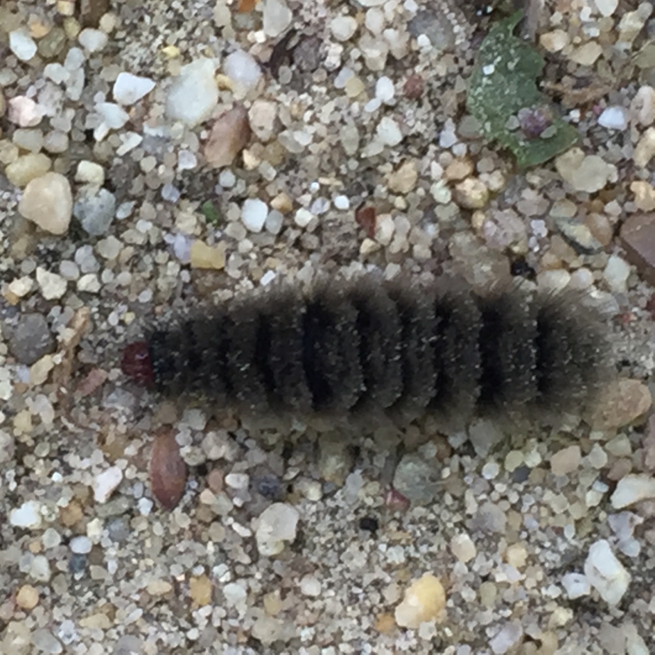 Rups van...? - Geleedpotigen - 