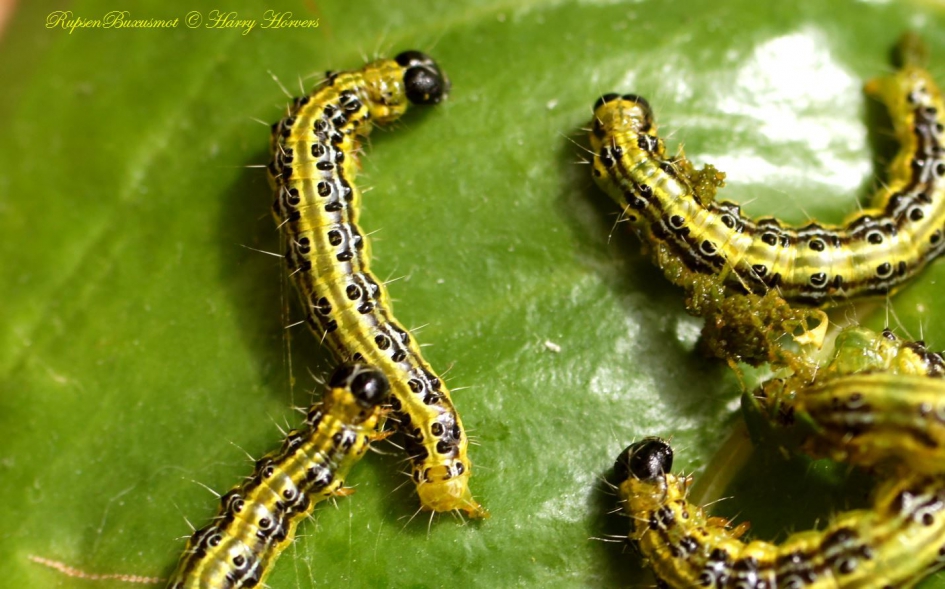 Rupsen Buxusmot - Geleedpotigen - Rupsen Buxusmot