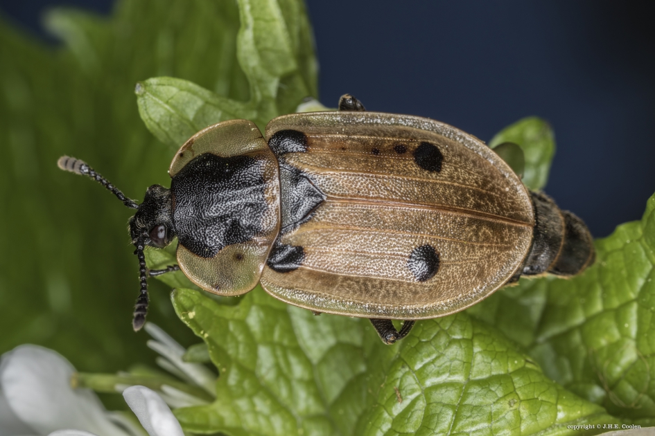 Rupsenaaskever - Geleedpotigen - Rupsenaaskever