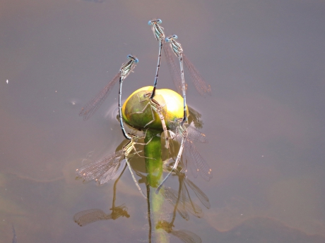 Samen eitjes leggen (1)