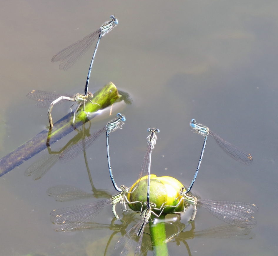 Samen eitjes leggen (2) - Geleedpotigen - Blauwe breedscheenjuffers