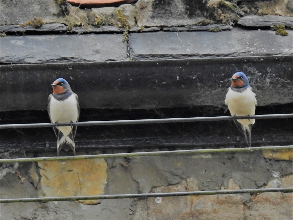 Samen op de foto. - Vogels - Boerenzwaluw