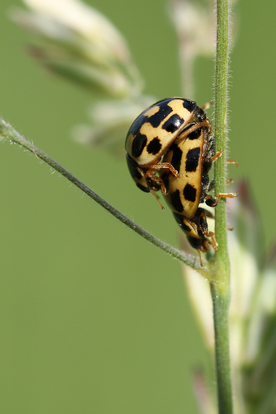 schaakbord lieveheersbeestje - Geleedpotigen - 